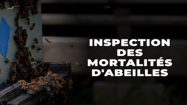 Launch the French Canadian Bee Kill Investigation video (opens in new window).